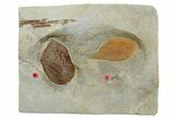 Wide Plate with Two Fossil Leaves (Two Species) - Montana #262554-1